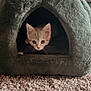 Peach joined the competition — help win amazing prizes! kitten, cat, pet_cave, furry, carpet, indoor, cozy, cute, curious, animal, small, young, feline, home, soft, texture, resting, looking, ears, whiskers