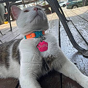 Bully joined the competition — help win amazing prizes! cat, white_cat, tabby_cat, pet, collar, name_tag, outdoor, wooden_deck, table, metal_table, house, car, fence, daylight, close_up, animal, fur, whiskers, relaxing, suburban