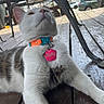 cat, white_cat, tabby_cat, pet, collar, name_tag, outdoor, wooden_deck, table, metal_table, house, car, fence, daylight, close_up, animal, fur, whiskers, relaxing, suburban