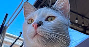 Bully joined the competition — help win amazing prizes! animal, blue_sky, cat, chair, close_up, collar, daylight, ears, feline, looking_away, metal_bell, nose, outdoor, pet, roof, sunlight, tag, urban, whiskers, white_cat