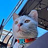Bully joined the competition — help win amazing prizes! cat, white_cat, close_up, outdoor, blue_sky, collar, pet, animal, whiskers, nose, ears, daylight, feline, looking_away, tag, metal_bell, urban, chair, roof, sunlight