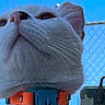 Bully joined the competition — help win amazing prizes! cat, white_cat, collar, outdoor, sky, blue_sky, fence, chain_link_fence, pet, animal, close_up, low_angle, whiskers, ears, nose, daylight, urban, background, yellow_pole, tree