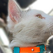 Bully joined the competition — help win amazing prizes! alert, animal, cat, close_up, collar, cute, daylight, domestic_animal, ears, feline, fur, looking_away, orange_collar, outdoor, pet, portrait, profile, teal_collar, whiskers, white_cat