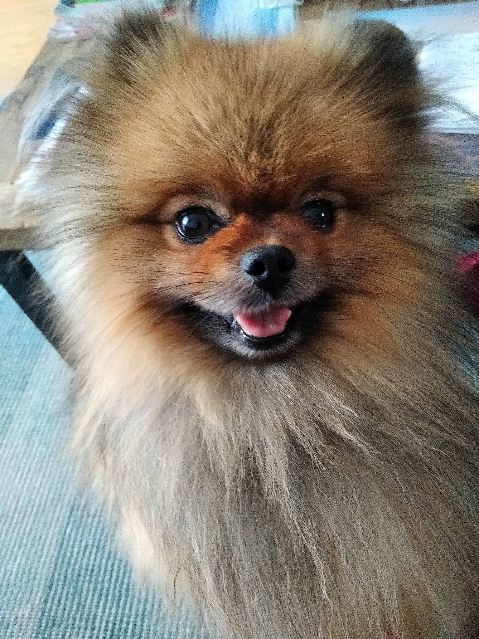 Pilou a rejoint le concours — aidez-le/la à gagner de superbes lots ! canidae, carnivore, companion_dog, dog, dog_breed, dog_supply, ear, eye, fawn, fur, german_spitz, german_spitz_klein, liver, smile, snout, spitz, sporting_group, toy_dog, whiskers, working_animal