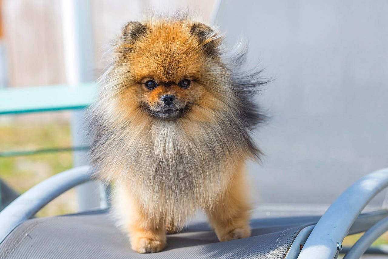 Pilou a rejoint le concours — aidez-le/la à gagner de superbes lots ! canidae, carnivore, companion_dog, dog_breed, fawn, fur, german_spitz, iris, motor_vehicle, non_sporting_group, snout, tail, terrestrial_animal, toy_dog, transport, whiskers, wildlife, windscreen_wiper, windshield, working_animal