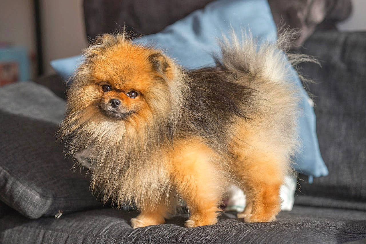 Pilou a rejoint le concours — aidez-le/la à gagner de superbes lots ! ancient_dog_breeds, canidae, carnivore, companion_dog, dog, dog_breed, fawn, fur, german_spitz, liver, non_sporting_group, puppy, snout, sporting_group, tail, terrestrial_animal, toy_dog, wildlife, working_animal, working_dog