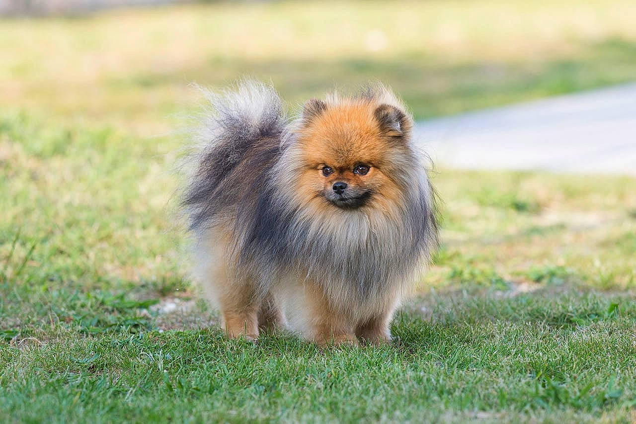 Pilou participe au concours pour gagner de l'argent avec cette photo : canidae, companion_dog, dog_breed, fawn, fur, german_spitz, german_spitz_klein, grass, grassland, liver, non_sporting_group, snout, sporting_group, tail, terrestrial_animal, whiskers, wildlife