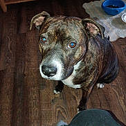 Bella joined the competition — help win amazing prizes! animal, brindle, brown, canine, companion, dog, domestic_animal, ears, flooring, food_bowl, household, indoor, looking_up, paw, person_legs, pet, rug, socks, white_chest, wooden_floor