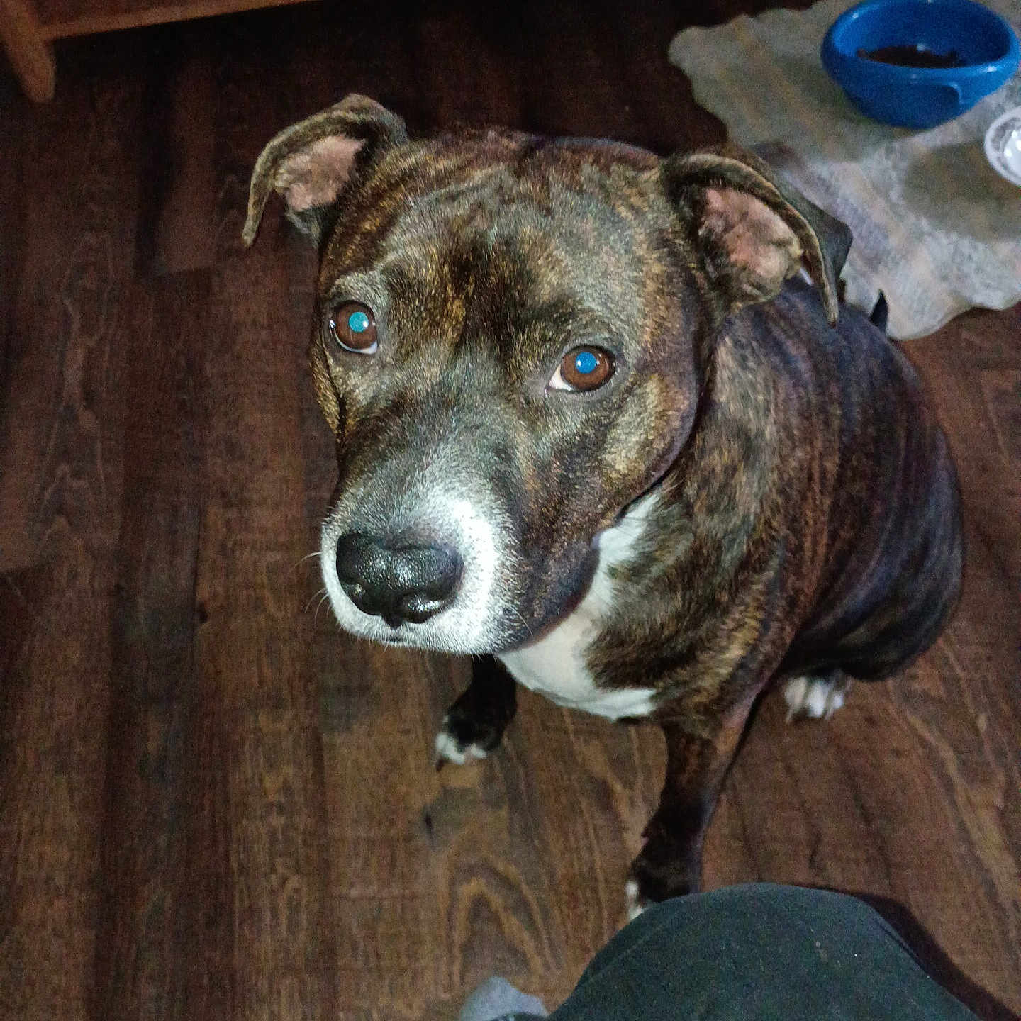 Bella