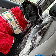 Twin is registered to the contest to win money with this photo: animal, black_dog, blanket, car_interior, christmas_sweater, collar, comfort, cozy, dog, domestic_animal, festive, indoor, looking_away, pet, red_sweater, seat, side_view, sweater, window, winter_clothing