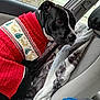 animal, black_dog, blanket, car_interior, christmas_sweater, collar, comfort, cozy, dog, domestic_animal, festive, indoor, looking_away, pet, red_sweater, seat, side_view, sweater, window, winter_clothing