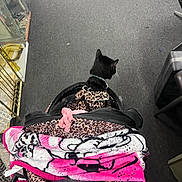 Milo Duenas joined the competition — help win amazing prizes! cat, black_cat, pet_stroller, leopard_print, blanket, pink, indoor, carpet, collar, furniture, glass_shelf, footwear, person, animal, pet, sitting, floor, home, accessory, cozy