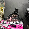 cat, black_cat, pet_stroller, leopard_print, blanket, pink, indoor, carpet, collar, furniture, glass_shelf, footwear, person, animal, pet, sitting, floor, home, accessory, cozy