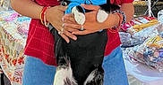 Milo Duenas is registered to the contest to win money with this photo: cat, person, sunglasses, hat, hoodie, shoes, denim_shorts, red_shirt, bracelets, market, tablecloth, outdoor, pet, black_and_white_cat, fashion, accessories, hands, holding, casual, stall