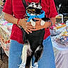 cat, person, sunglasses, hat, hoodie, shoes, denim_shorts, red_shirt, bracelets, market, tablecloth, outdoor, pet, black_and_white_cat, fashion, accessories, hands, holding, casual, stall