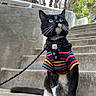 Milo Duenas is registered to the contest to win money with this photo: cat, tuxedo_cat, outdoor, stairs, leash, collar, clothing, striped_shirt, black_and_white, pet, animal, nature, trees, concrete, sidewalk, portrait, sitting, cute, whiskers, alert