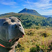 Shépa participe au concours pour gagner de l'argent avec cette photo : dog, pit_bull, pet, animal, portrait, close_up, outdoors, mountain, hiking, landscape, nature, grass, wilderness, blue_sky, summer, sunlight, collar, leash, hiking_boot, scenic