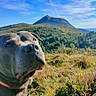 dog, pit_bull, pet, animal, portrait, close_up, outdoors, mountain, hiking, landscape, nature, grass, wilderness, blue_sky, summer, sunlight, collar, leash, hiking_boot, scenic