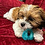 puppy, dog, pet, chewing, toy, blue_toy, red_blanket, fluffy, cute, indoor, close_up, small_dog, fur, playful, resting, animal, adorable, young_dog, nose, paws