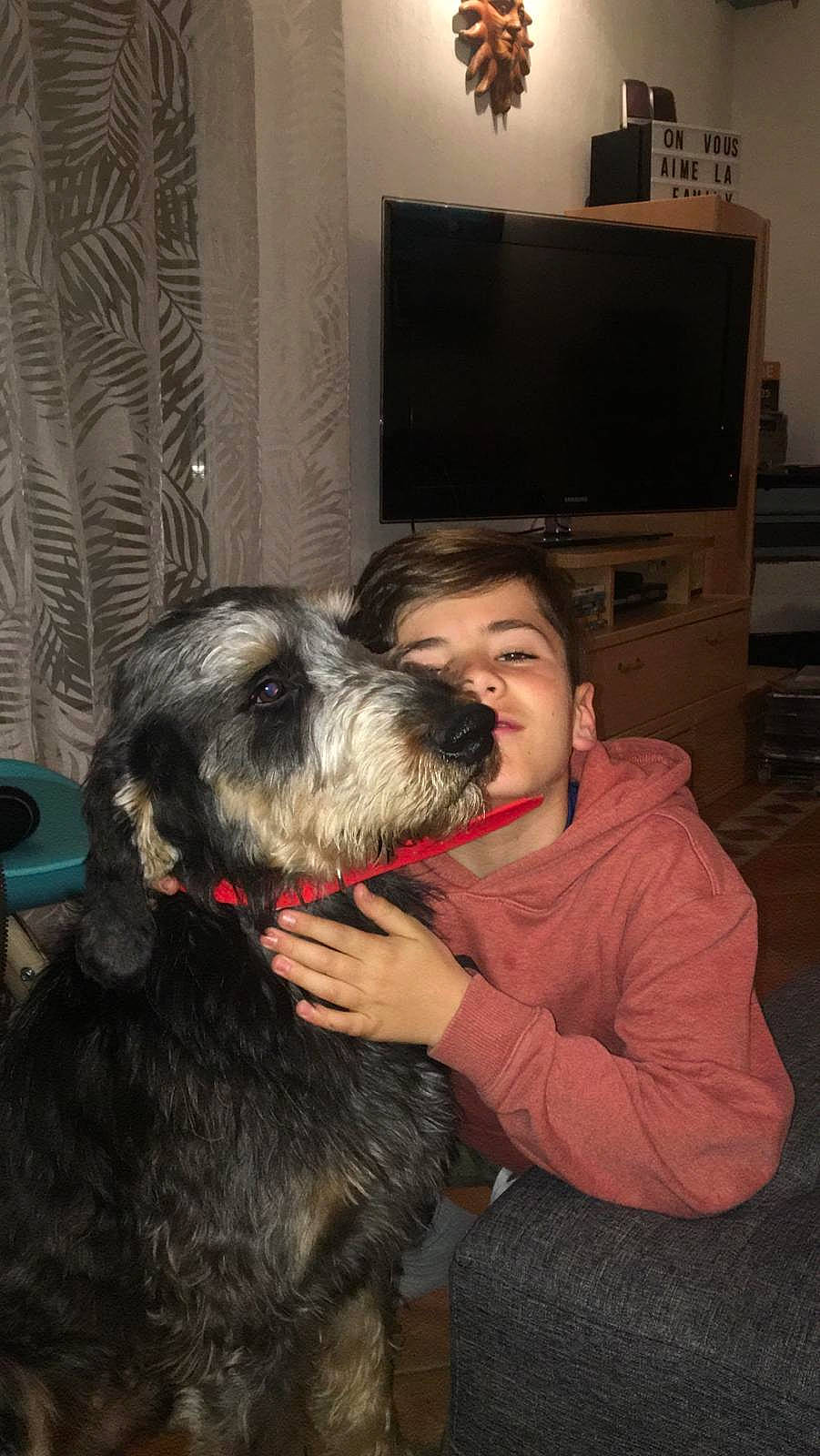 Shanghai a rejoint le concours — aidez-le/la à gagner de superbes lots ! bosnian_coarse_haired_hound, canidae, carnivore, dog, dog_breed, irish_wolfhound, mammal, schnauzer, scottish_deerhound, snout, sporting_group, vertebrate