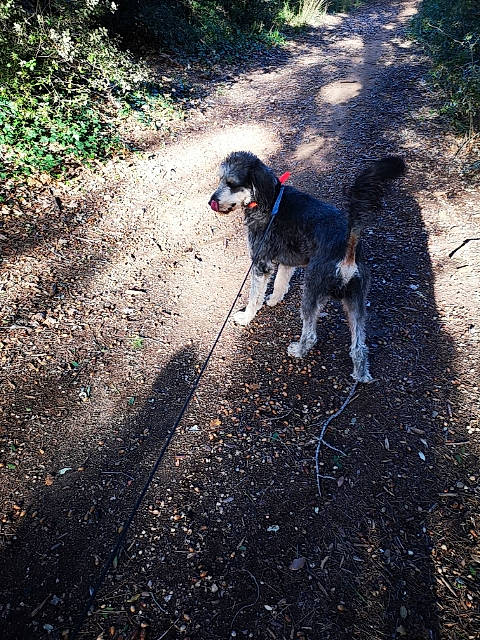 Shanghai a rejoint le concours — aidez-le/la à gagner de superbes lots ! adventure, canidae, carnivore, dog, dog_breed, dog_walking, forest, hunting_dog, soil, sporting_group, tail, trail