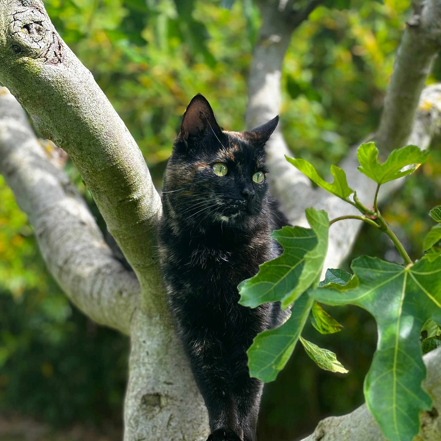 Hanaé participe au concours pour gagner de l'argent avec cette photo : alert, animal, black_cat, branch, cat, closeup, curious, daylight, foliage, garden, green_eyes, leaves, mammal, nature, outdoor, perched, pet, sunlight, tree, wildlife