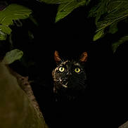 Hanaé participe au concours pour gagner de l'argent avec cette photo : cat, animal, green_eyes, black_fur, tree, leaves, nature, dark, shadow, wild, outdoor, closeup, mystery, night, forest, predator, whiskers, ears, camouflage, alert