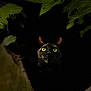 Hanaé participe au concours pour gagner de l'argent avec cette photo : cat, animal, green_eyes, black_fur, tree, leaves, nature, dark, shadow, wild, outdoor, closeup, mystery, night, forest, predator, whiskers, ears, camouflage, alert