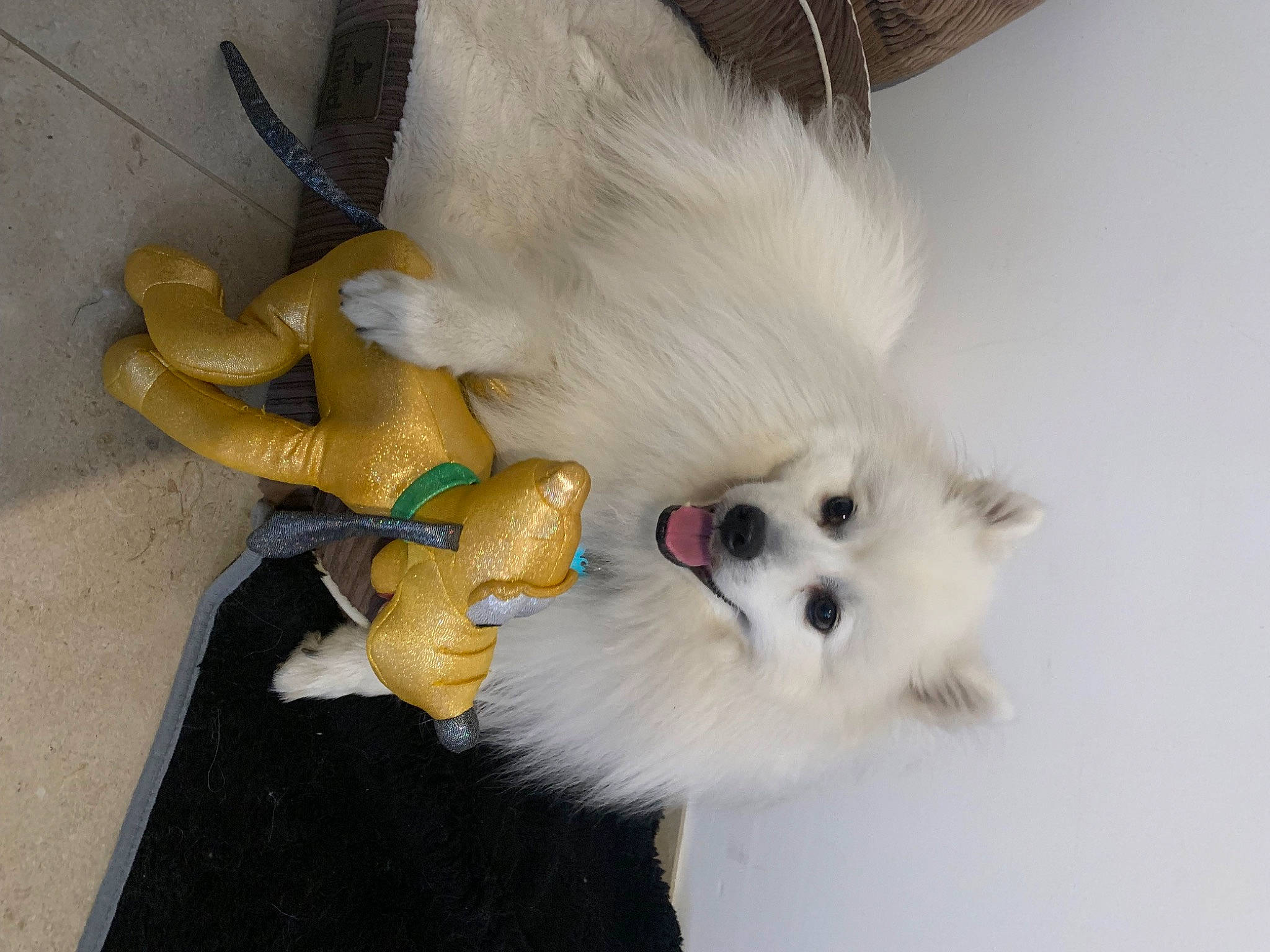 Saeko a rejoint le concours — aidez-le/la à gagner de superbes lots ! canidae, carnivore, companion_dog, dog, dog_breed, dog_supply, fawn, fur, german_spitz, german_spitz_klein, german_spitz_mittel, paw, pet_supply, samoyed, spitz, sporting_group, tail, toy_dog, volpino_italiano, whiskers