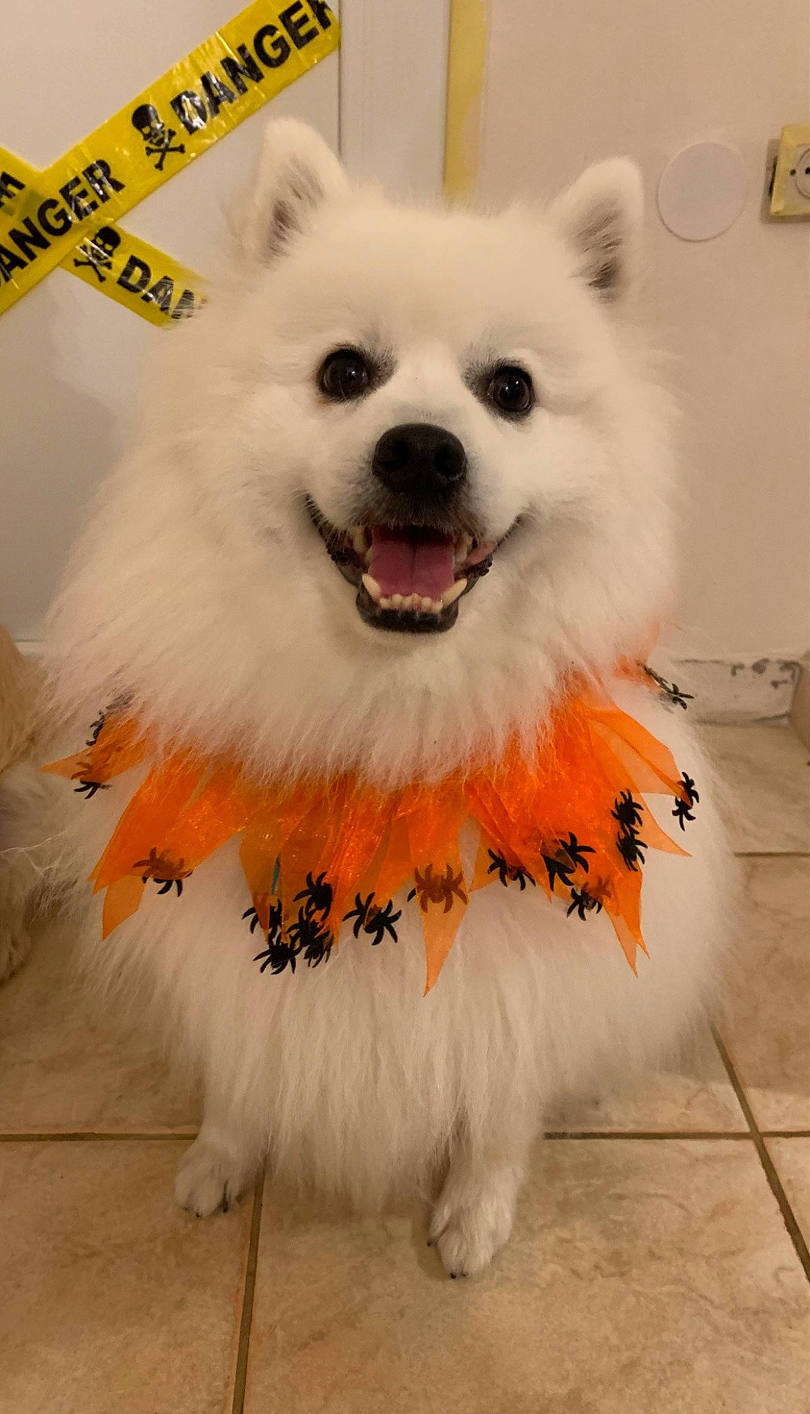 Saeko participe au concours pour gagner de l'argent avec cette photo : canidae, carnivore, collar, companion_dog, dog, dog_breed, dog_supply, fashion_accessory, flooring, fur, german_spitz_klein, happy, smile, snout, spitz, sporting_group, toy_dog, volpino_italiano, whiskers, working_animal