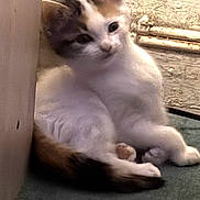 Peach joined the competition — help win amazing prizes! kitten, cat, indoor, carpet, wall, fur, animal, pet, resting, young, cute, small, cozy, relaxed, whiskers, ears, tail, curious, feline, domestic