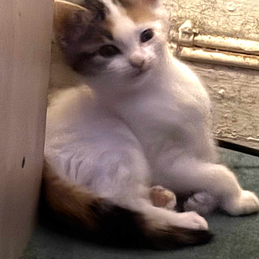 Peach joined the competition — help win amazing prizes! animal, carpet, cat, cozy, curious, cute, domestic, ears, feline, fur, indoor, kitten, pet, relaxed, resting, small, tail, wall, whiskers, young