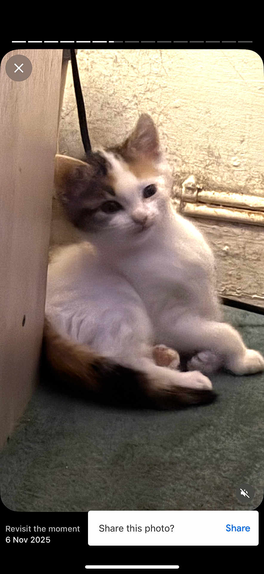 Peach joined the competition — help win amazing prizes! kitten, cat, indoor, carpet, wall, fur, animal, pet, resting, young, cute, small, cozy, relaxed, whiskers, ears, tail, curious, feline, domestic