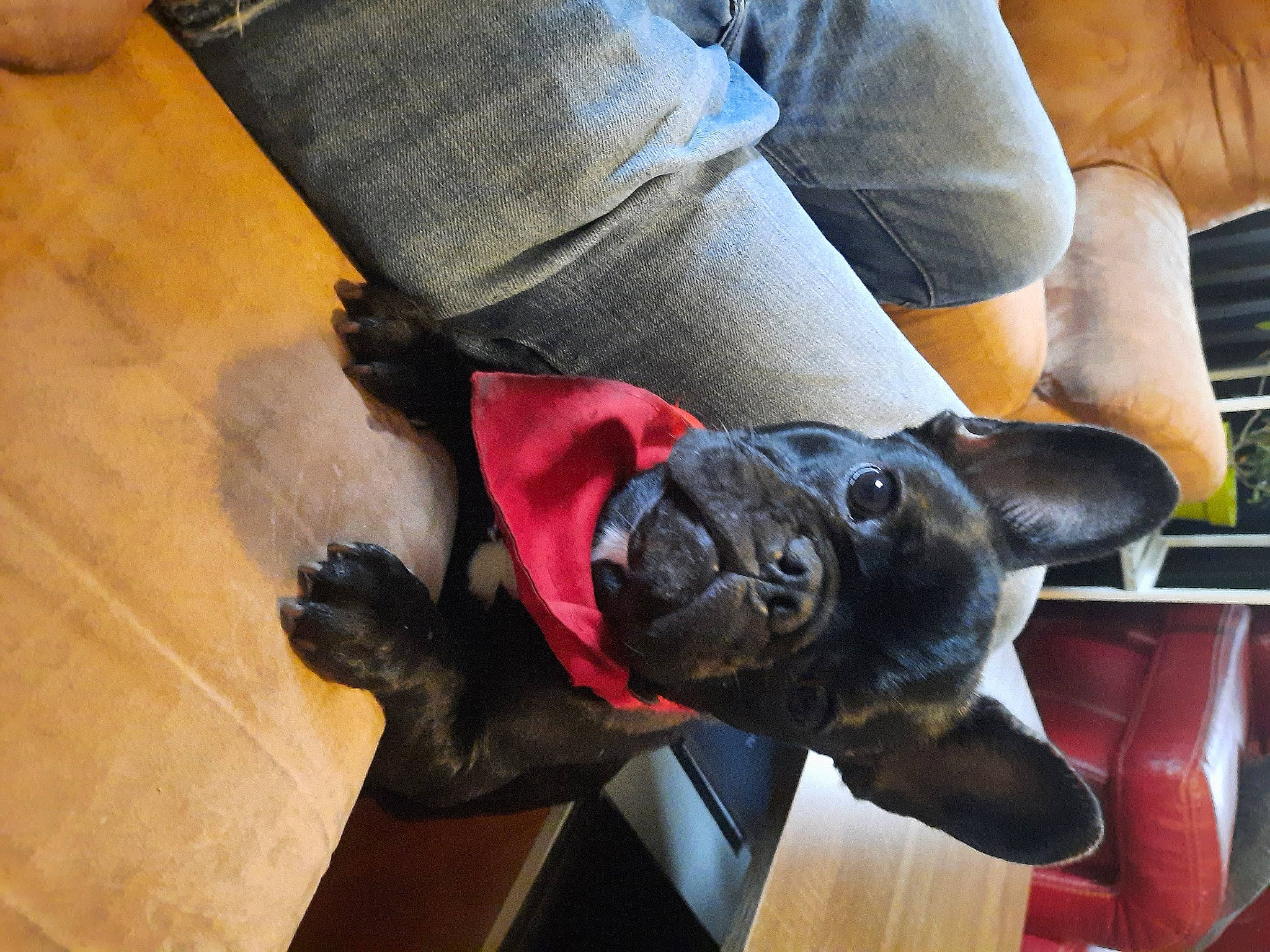 Ruby a rejoint le concours — aidez-le/la à gagner de superbes lots ! bandog, bulldog, canidae, carnivore, companion_dog, dog, dog_breed, fawn, french_bulldog, non_sporting_group, snout, sporting_group