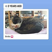 Birdie joined the competition — help win amazing prizes! abyssinian, animal, cat, computer, computerhardware, electronics, file, hardware, kitten, laptop, manx, monitor, page, pc, pet, phone, screen, tabletcomputer, text, tv