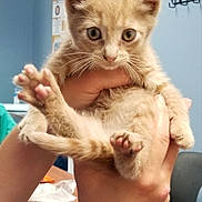 Leo joined the competition — help win amazing prizes! abyssinian, animal, baby, bodypart, cat, doctor, electronics, finger, hand, hardware, hardwood, kitten, manx, person, pet, plywood, siamese, veterinarian, wood, wrist