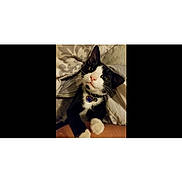 Scout is registered to the contest to win money with this photo: bed, black_and_white, blanket, cat, closeup, collar, cozy, cute, ears, feline, human_arm, indoor, kitten, looking_up, paw, pet, portrait, tag, tuxedo_cat, whiskers