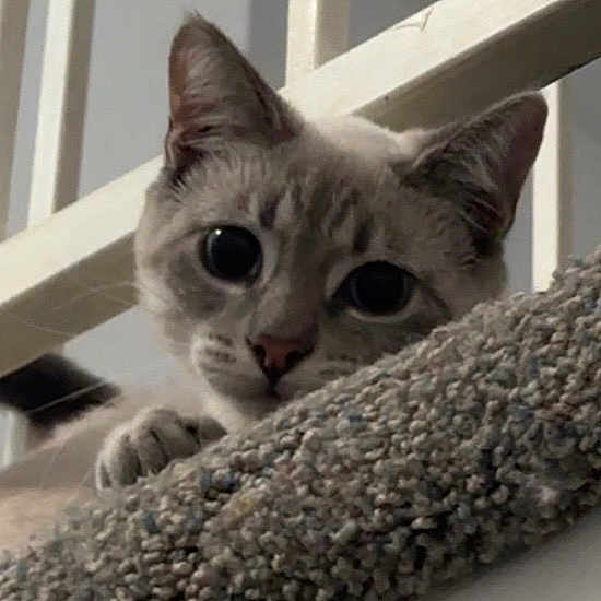 Jerry