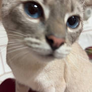 Jerry joined the competition — help win amazing prizes! cat, blue_eyes, close_up, blurry, indoor, feline, pet, whiskers, ears, fur, sitting, red_surface, background, animal, domestic, cute, face, portrait, kitten, soft_focus