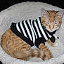 Reggie is registered to the contest to win money with this photo: