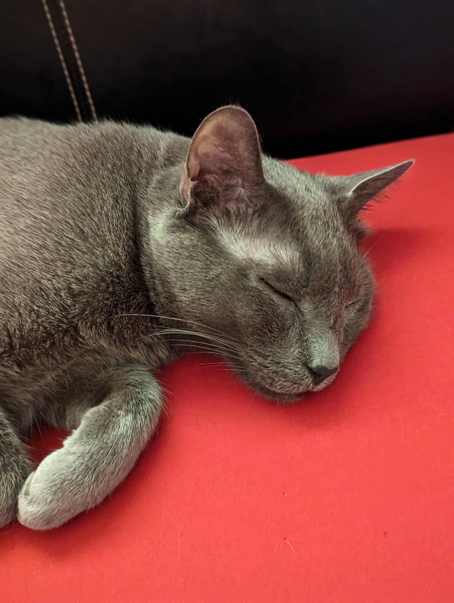 Gilligan joined the competition — help win amazing prizes! carnivore, cat, claw, close_up, comfort, domestic_short_haired_cat, ear, eye, felidae, fur, grey, nap, paw, russian_blue, sleep, small_to_medium_sized_cats, snout, tail, terrestrial_animal, whiskers