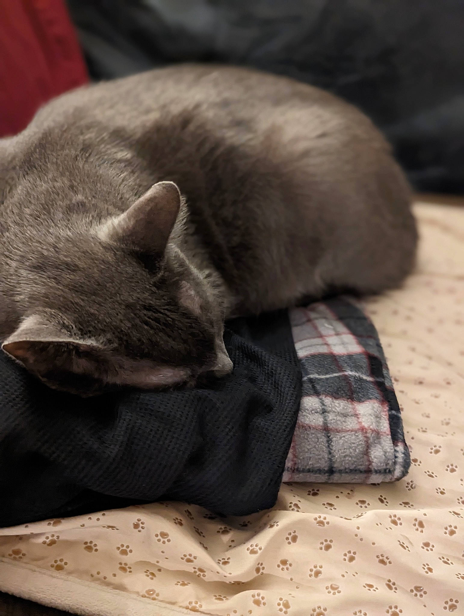 Gilligan is registered to the contest to win money with this photo: carnivore, cat, cat_supply, comfort, domestic_short_haired_cat, fawn, felidae, fur, grey, linens, nap, pattern, plaid, russian_blue, small_to_medium_sized_cats, snout, tail, tartan, whiskers, wood