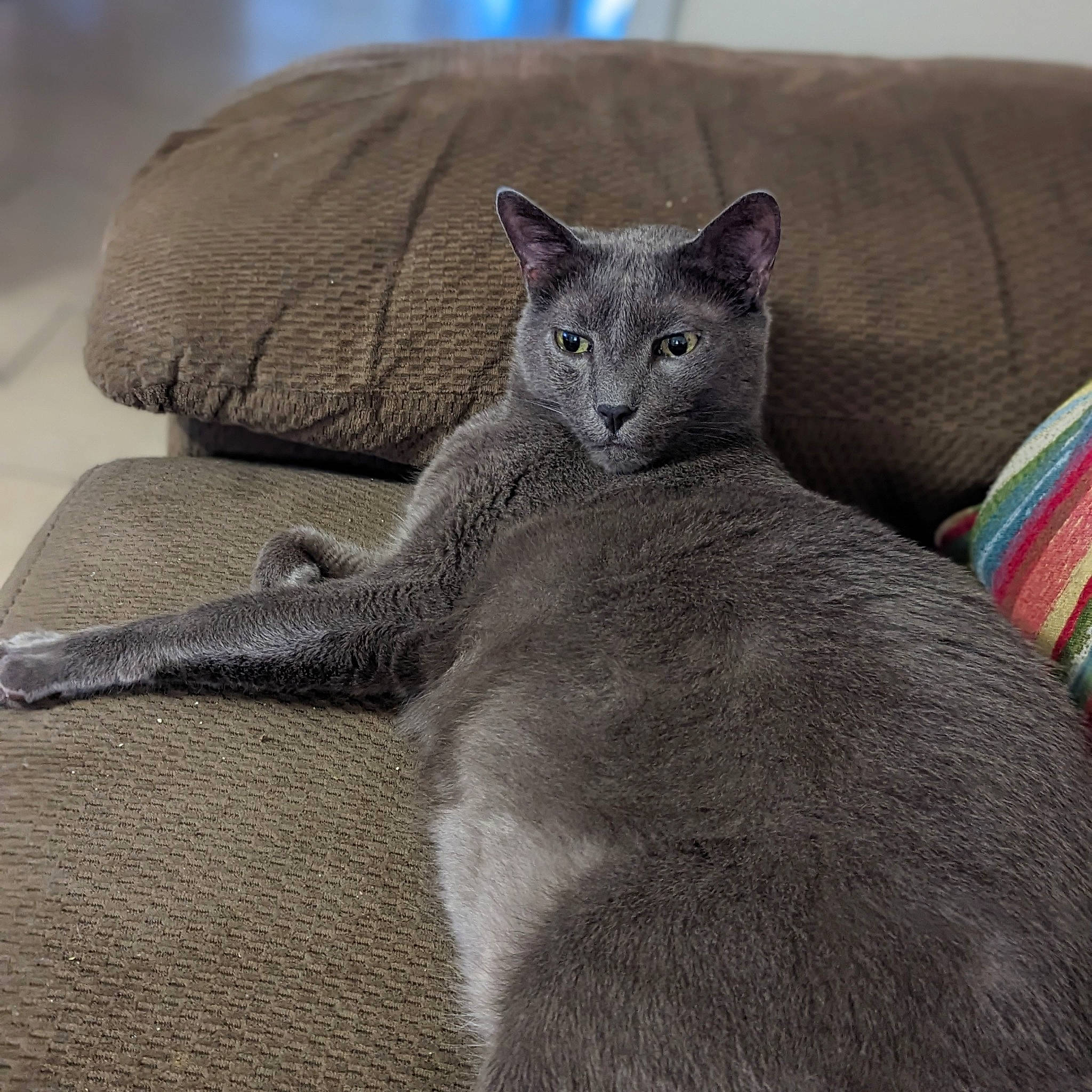 Gilligan joined the competition — help win amazing prizes! carnivore, cat, comfort, domestic_short_haired_cat, ear, eye, felidae, fur, grey, russian_blue, sitting, small_to_medium_sized_cats, snout, terrestrial_animal, whiskers, window