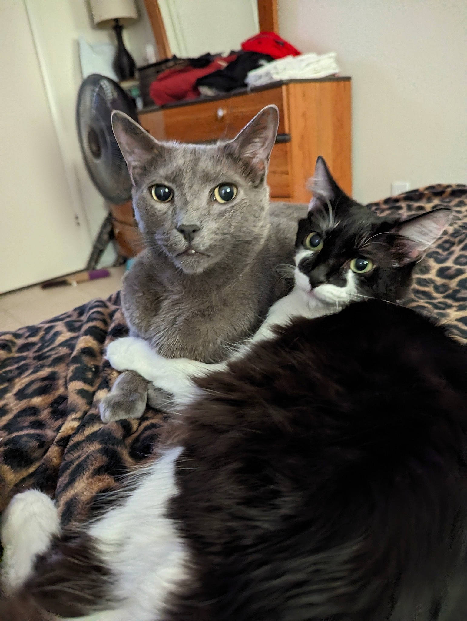 Gilligan is registered to the contest to win money with this photo: carnivore, cat, cat_supply, claw, comfort, domestic_short_haired_cat, felidae, fur, grey, mammal, paw, russian_blue, small_to_medium_sized_cats, snout, tail, terrestrial_animal, vertebrate, whiskers, window