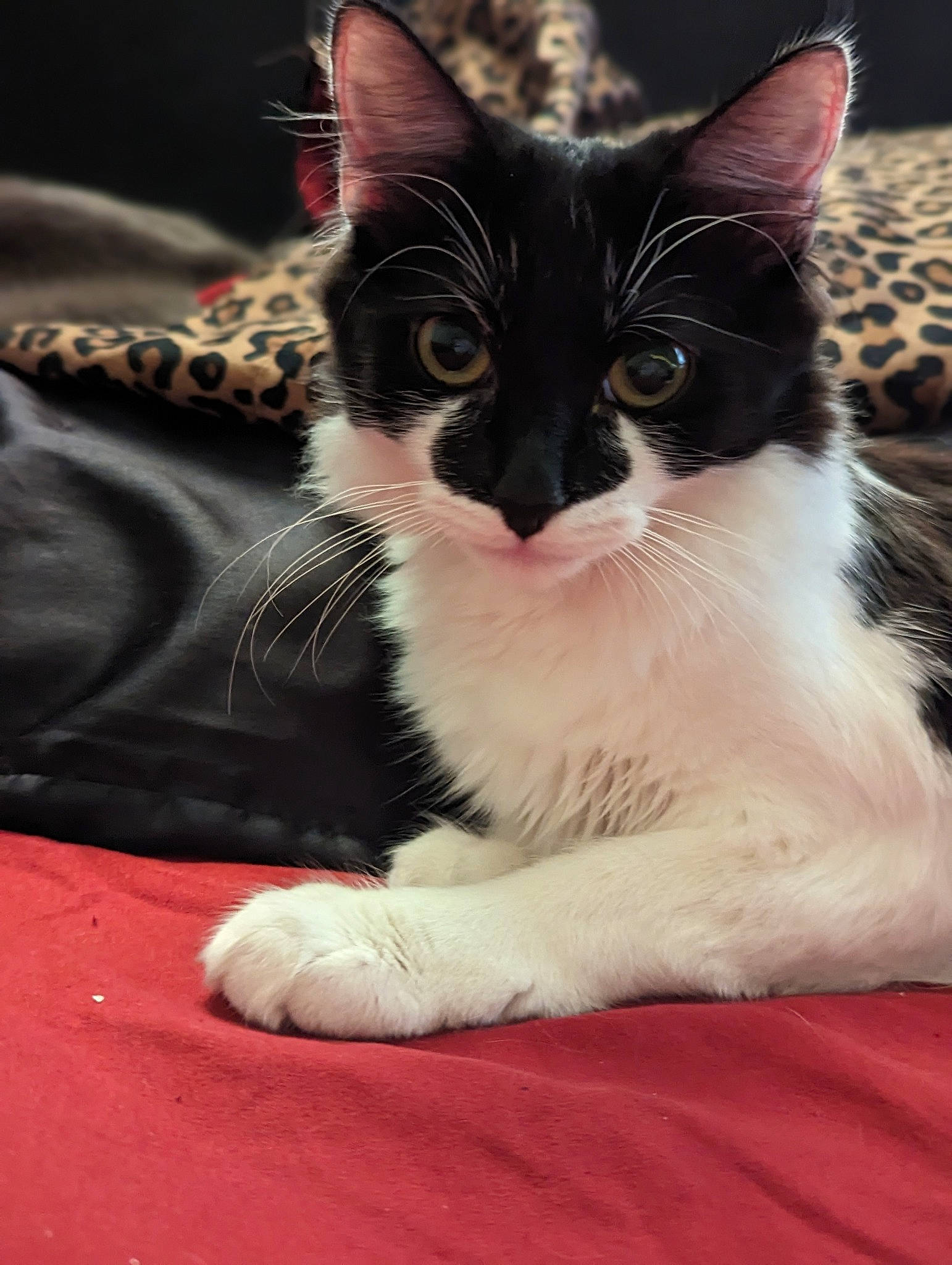 Oreo joined the competition — help win amazing prizes! carmine, carnivore, cat, claw, comfort, domestic_short_haired_cat, felidae, foot, fur, human_leg, paw, sitting, small_to_medium_sized_cats, snout, tail, whiskers
