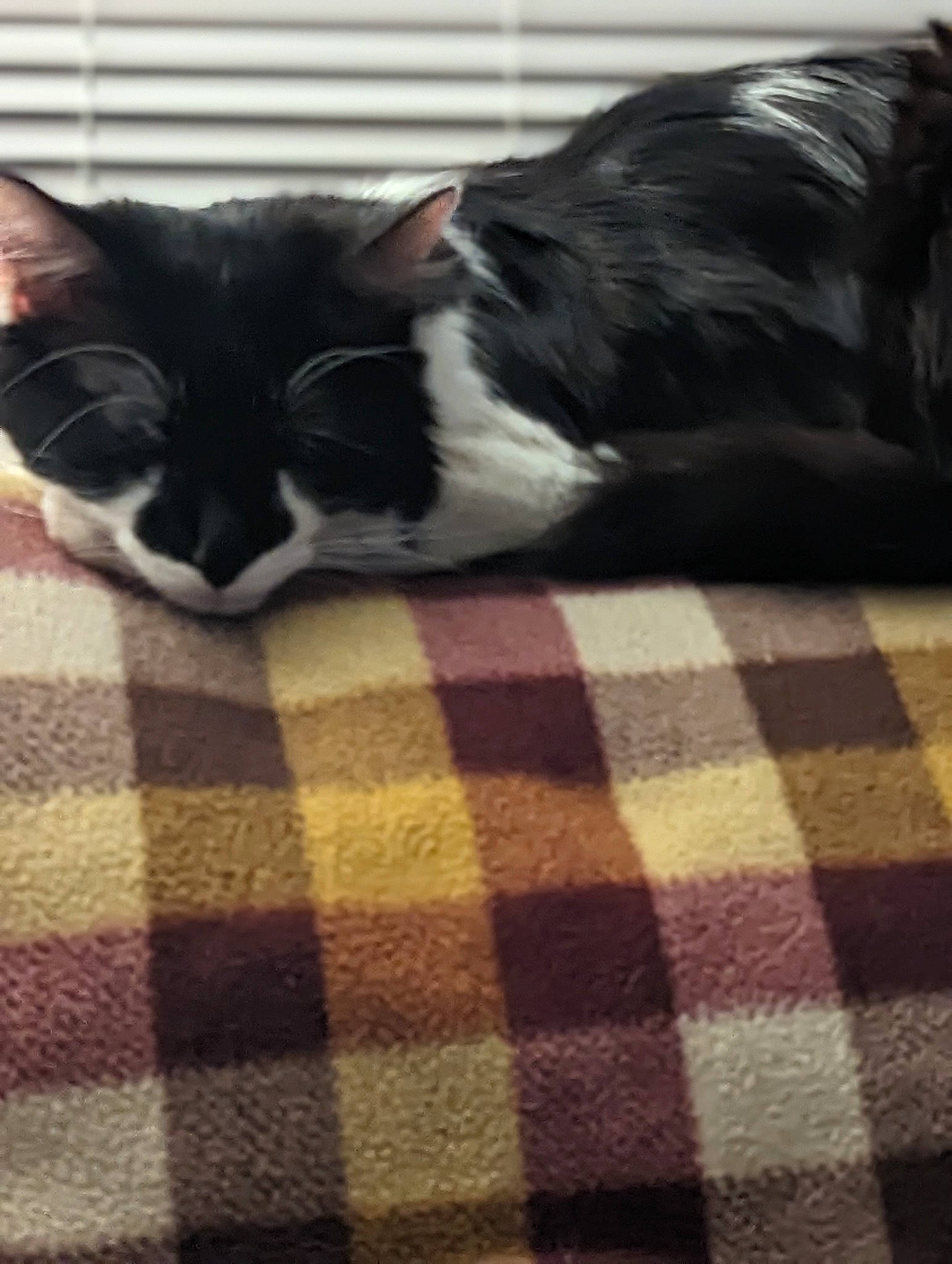Oreo is registered to the contest to win money with this photo: carnivore, cat, cloud, comfort, felidae, floor, flooring, grey, leg, mammal, sky, small_to_medium_sized_cats, snout, tail, tartan, textile, tints_and_shades, vertebrate, whiskers, wood