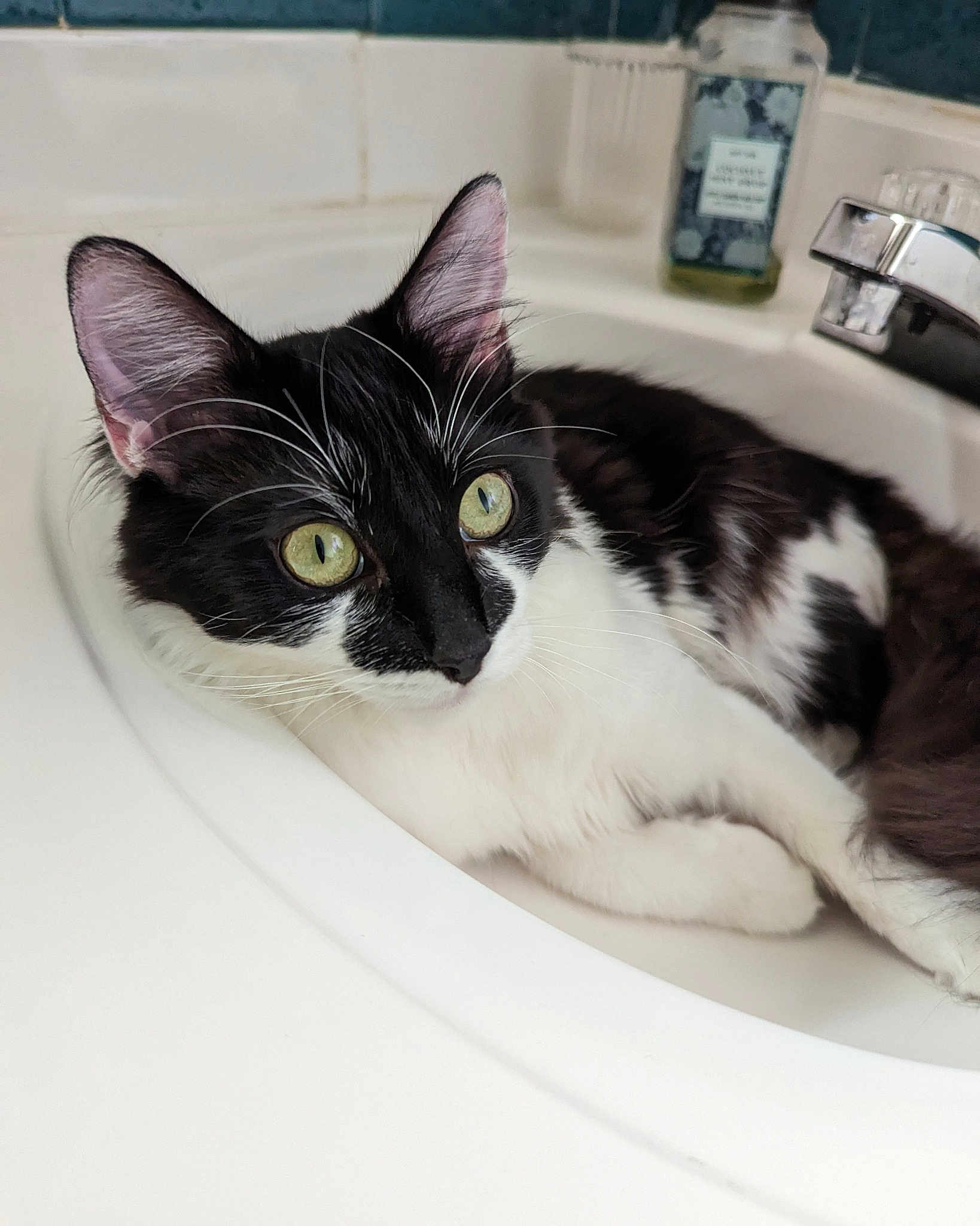 Oreo