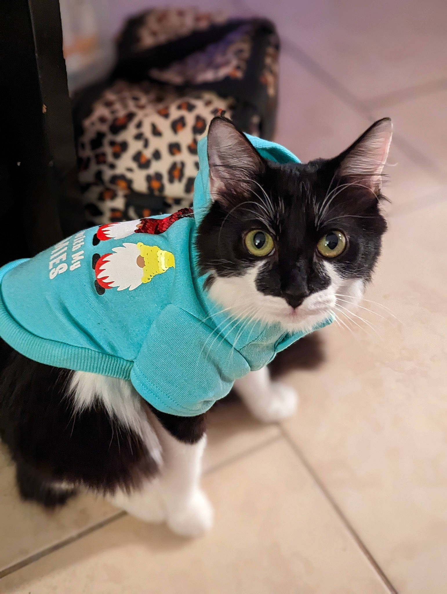 Oreo joined the competition — help win amazing prizes! carnivore, cat, collar, domestic_short_haired_cat, electric_blue, fashion_accessory, felidae, flooring, fur, grey, mammal, paw, small_to_medium_sized_cats, snout, tail, whiskers