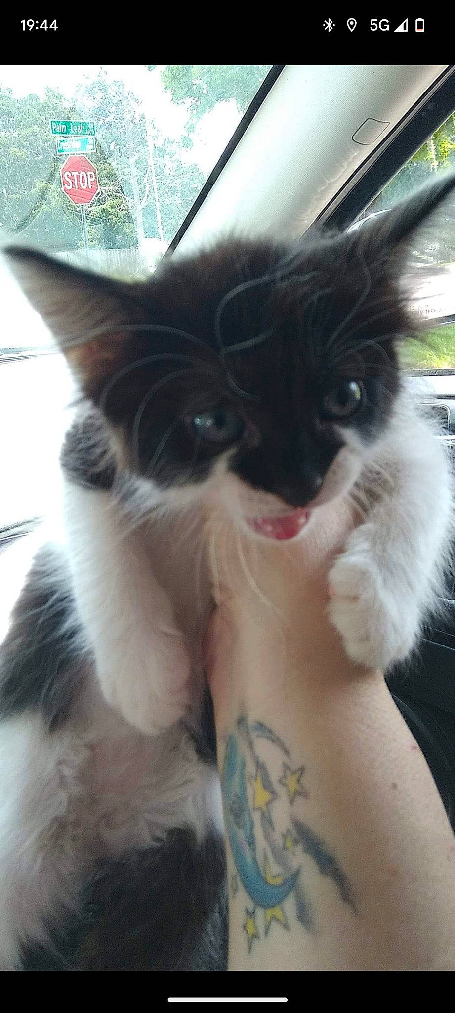 Oreo is registered to the contest to win money with this photo: carnivore, cat, claw, comfort, companion_dog, domestic_short_haired_cat, eye, felidae, foot, fur, gesture, happy, jaw, paw, small_to_medium_sized_cats, snout, tail, whiskers