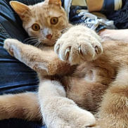 Symba participe au concours pour gagner de l'argent avec cette photo : cat, ginger_cat, paw, claws, pet, animal, feline, indoor, closeup, cute, curious, stretching, person, jeans, shoes, sneakers, relaxed, fur, whiskers, home